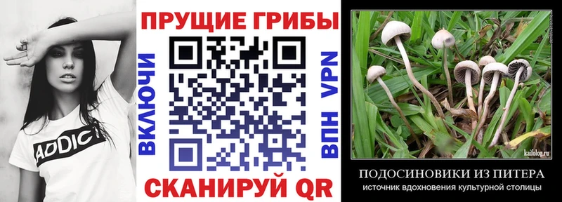 Купить где  Новое Девяткино  Псилоцибиновые грибы GOLDEN TEACHER